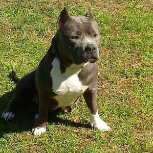 Meet your Posher, Ronald